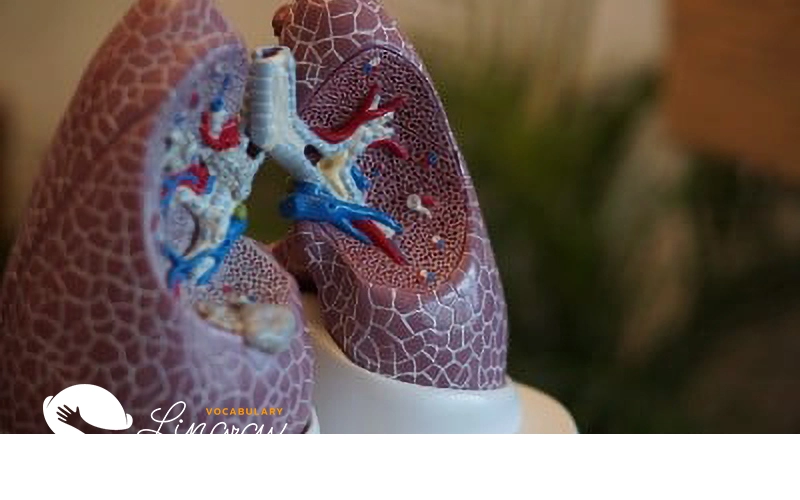 Human Body & Health